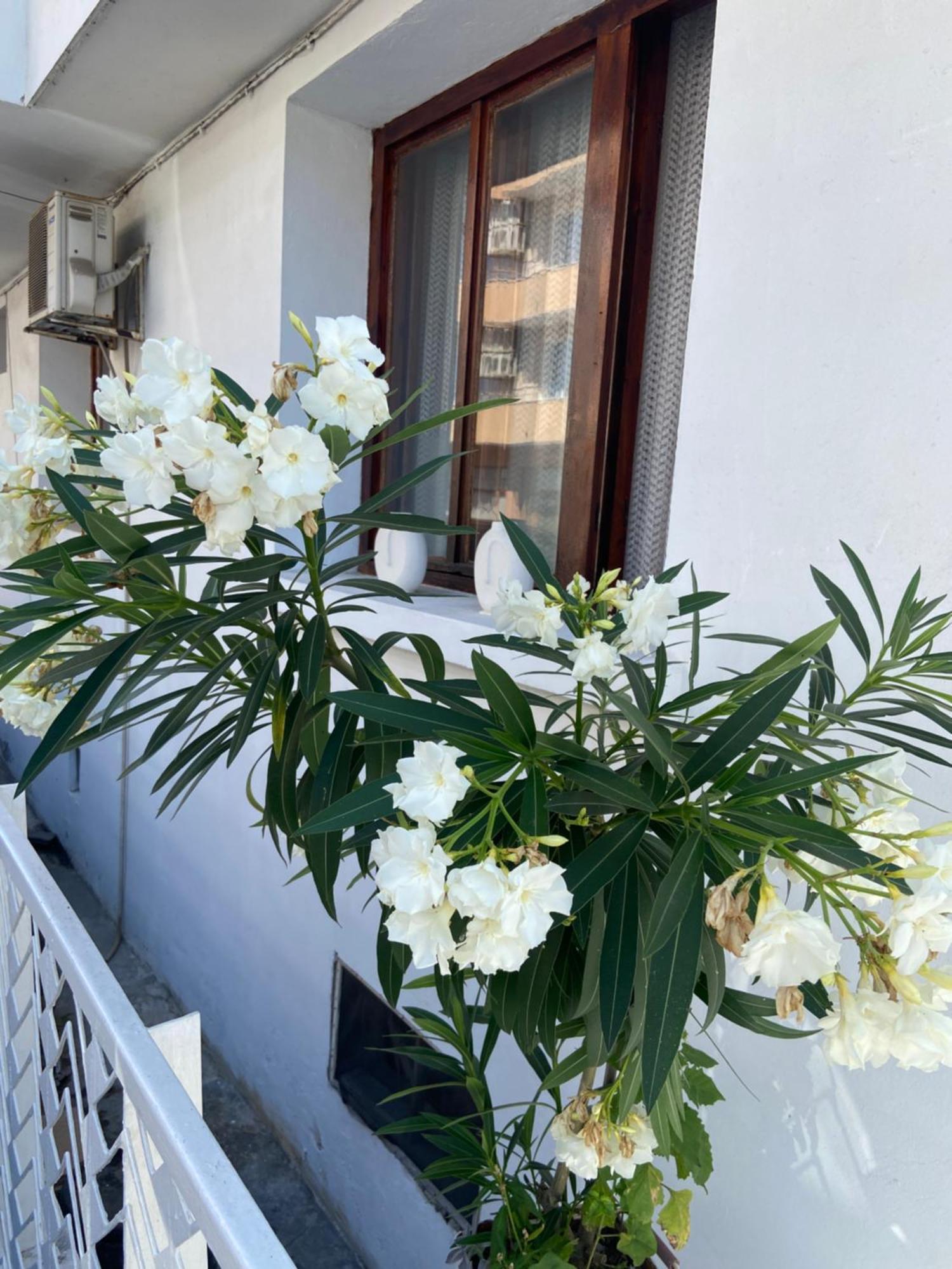 Guest House Hei Taka سوزوبول المظهر الخارجي الصورة