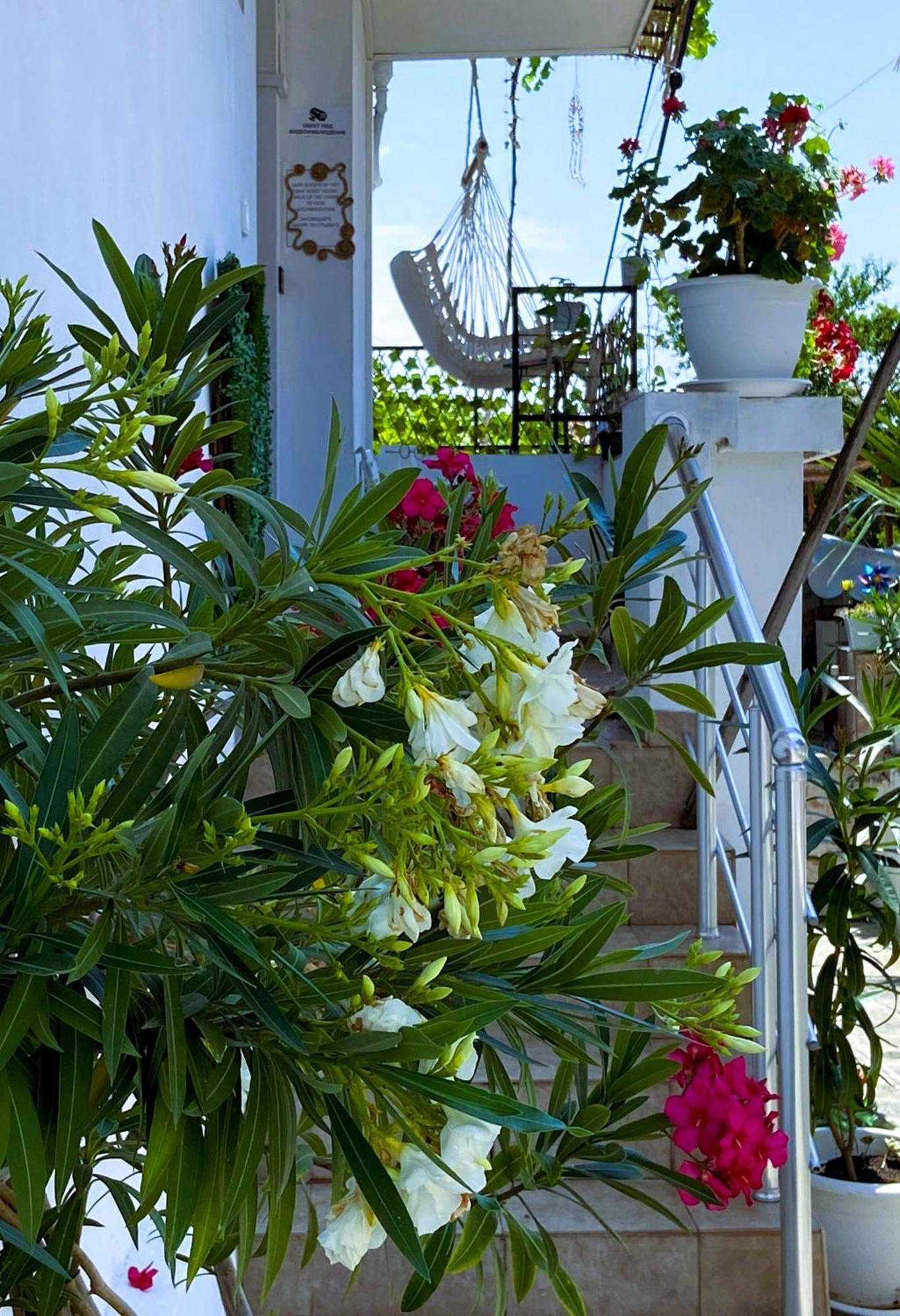 Guest House Hei Taka سوزوبول المظهر الخارجي الصورة